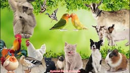 Bustling Animal Life: Cat, Dog, Chicken, Duck, Monkey, Parrot, Goat,and Butterflie - Animal Videos