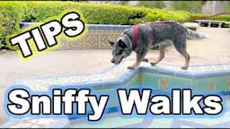 What are sniffy walks?  Tips and video examples with my own dogs