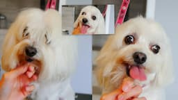 Maltese Full Grooming Video in Steps