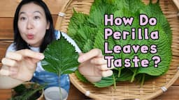 WHAT ARE SHISO PERILLA LEAVES ?? | New Ingredient Mondays