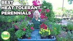 Plants For Hot Summers - Top 12 Heat Tolerant Perennials That Resist The Sun And Heat