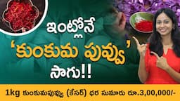 Saffron Farming In Telugu -  How To Start Saffron Farming? | Saffron Cultivation | Jessica