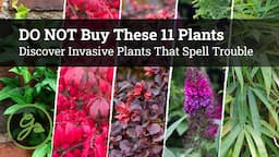 BEWARE! DO NOT Buy These 11 Plants at the Garden Center / Invasive Plants That Spell Trouble