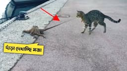 ভুল শত্রুর সাথে পাঙ্গা নিলে এমনই হাল হবে 😲। Animal Messed With wrong Enemy। mayajaal। odvut secret