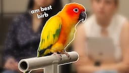 Sun Conure Training Tips! | How to Work on Husbandry Behaviors