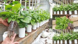 Grow hydroponic malabar spinach at home by the window in a plastic bottle