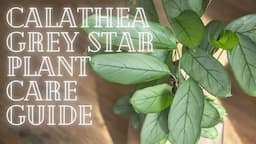 Calathea Grey Star (Ctenanthe)  Plant Care Guide For Beginners