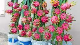 How to grow dragon fruit in plastic containers? This result exceeds expectations