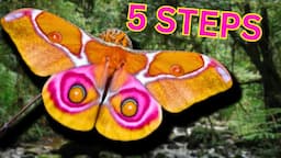 5 EASY STEPS: How to Breed the "Madagascar Bullseye Silkmoth" (Antherina suraka)