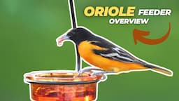 Oriole Feeder Primer