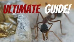 The Advanced Guide To Ant Keeping