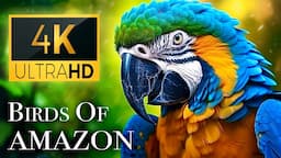 Birds of Amazon 4K - Birds That Call The Jungle Home | Amazon Rainforest | Scenic Relaxation Film