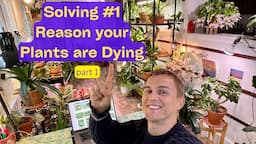 Keep Your Plants Alive ! How to Water House Plants the Basics Part 1