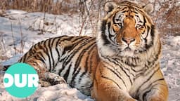 Uncovering The Hidden Tiger's That Live In Russia's Vladivostok | Our World