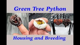 Green Tree Python Breeding and Housing