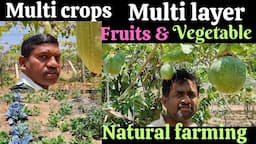 Multi crops farming, Multi layer natural farming, #multilayerfarming #naturalfarming