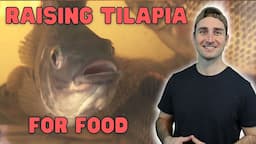 My Experience with Raising Tilapia for Aquaponics