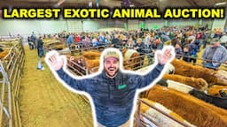 Buying EXOTIC BACKYARD FARM Animals at the World's LARGEST Exotic Animal AUCTION!!!