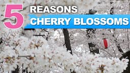 5 Reasons why Japan LOVES Cherry Blossoms | Sakura