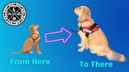 FREE Mini Webinar! "Timeline for Self-Training a Service Dog - Start to Finish" Schedule Process