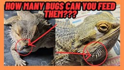 HOW MANY BUGS SHOULD YOU FEED YOUR BEARDED DRAGON? HOW TO TELL!