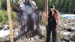 Spring Days in Alaska | Tanning a Caribou Hide