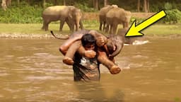 A Man Rescues Drowning Baby Elephant. Then the Herd Surprises Everyone with an Unexpected Response