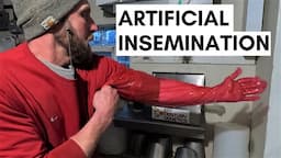 Artificial Insemination for Cattle l How to AI a Cow