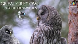 THE AMAZING GREAT GREY OWL  - Lappuggla (Swedish) WILDLIFE PHOTOGRAPHY. Nikon Z9 400mm f/2.8 F-mount