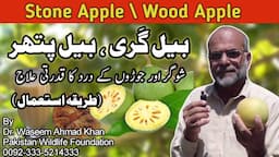 Bail Gari Fruit | Bail Gari Ke Fayde | How to Use Bail Gari | Stone Apple | How to Eat Bail Gari