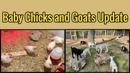 Raising Goats and Chickens