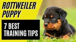 7 BEST Rottweiler Puppy Training Tips - How to train a Rottweiler