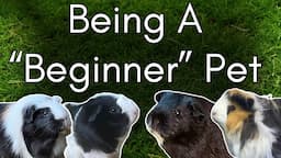 The Truth Behind Guinea Pigs as Pets