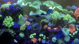 🐟🐟MEGA REEF UPDATE🐟🐟  I found something huge.  Corals are exploding with color.