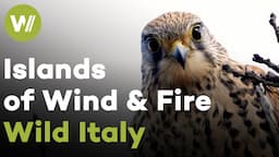 Volcanic rocks and the abundance of wildlife - Aeolian Islands | Wild Italy - Islands of Wind & Fire