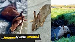 8 Awesome Animal Rescues!