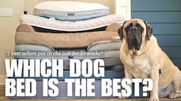 Which is the Best Dog Bed for Large Dogs? | 7 Most Popular Beds Tested for 10 Weeks | RESULTS!!