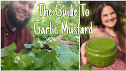 Garlic Mustard! The wild weed you NEED To Know! 🌱 Health Benefits, Identification Plus Pesto Recipe!