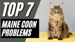 7 Common Maine Coon Cat Behavior Problems & Solutions