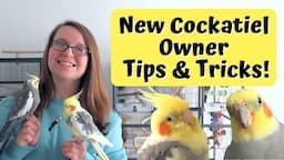 New Cockatiel Owner Tips & Tricks | BirdNerdSophie