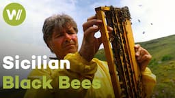 Sicilian black bees, a unique species surviving climate change | Traditional beekeeping in Sicily