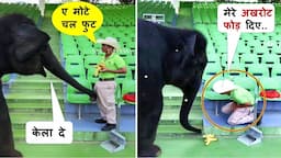 इन जानवरों ने तो धूम मचा दी  | Most Comedy Moments Caught On Camera Part -151 Funny Animals