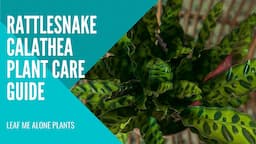 Rattlesnake Calathea (Calathea lancifolia) Plant Care Guide For Beginners