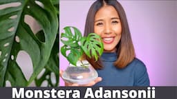 Monstera Adansonii how to keep it happy | Monstera Adansonii propagation | Monstera how to take care