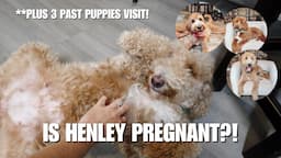 IS OUR MINI GOLDENDOODLE PREGNANT?! | PLUS 3 PAST PUPPIES VISIT