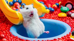 🐹Hamster Escapes Ball Pit Pool | Adorable Hamster Adventures