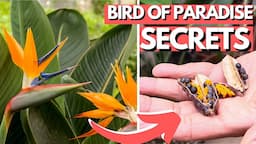 5 Bird of Paradise Secrets | Flower and Grow Seeds Indoors