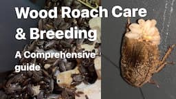 The Complete Guide To Breeding Woodies (speckled lobster Roach)