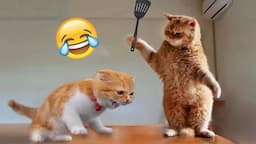 Funniest Animals 2024 🤣😅 New Funny Cats and Dogs Videos 😸🐶 Part