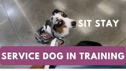 Service Dog Training at Walmart Vlog: Sit Stay, Ignoring People, Heel work | AstroFromTheBlue